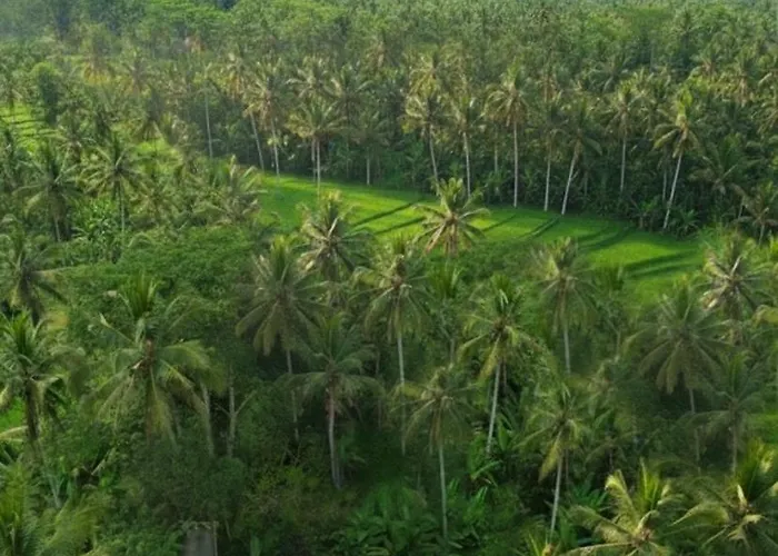 ベッド・アンド・ブレックファスト Ubud Forest With Private Pool And Kitchen